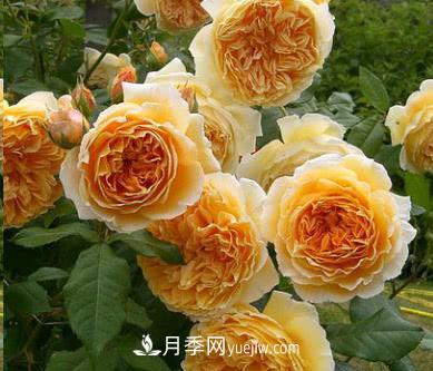 不可錯(cuò)過(guò)的經(jīng)典灌木月季品種介紹大全！(圖2)