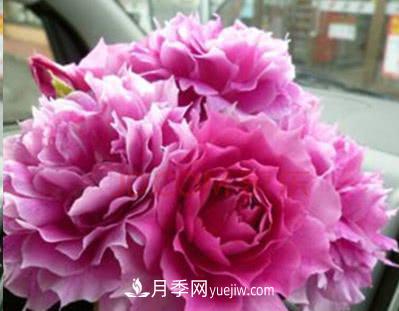 不可錯(cuò)過(guò)的經(jīng)典灌木月季品種介紹大全！(圖29)