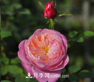 不可錯(cuò)過(guò)的經(jīng)典灌木月季品種介紹大全！(圖26)