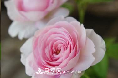不可錯(cuò)過(guò)的經(jīng)典灌木月季品種介紹大全！(圖25)