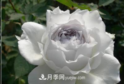 不可錯(cuò)過(guò)的經(jīng)典灌木月季品種介紹大全！(圖27)