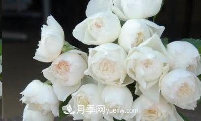 不可錯(cuò)過(guò)的經(jīng)典灌木月季品種介紹大全！(圖30)