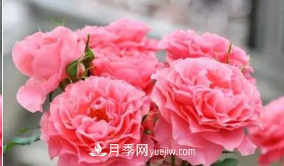 不可錯(cuò)過(guò)的經(jīng)典灌木月季品種介紹大全！(圖24)