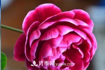 不可錯(cuò)過(guò)的經(jīng)典灌木月季品種介紹大全！(圖28)