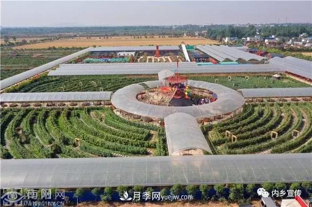 游玩好去處！內(nèi)鄉(xiāng)縣灌漲鎮(zhèn)歐月花海風(fēng)情園盛妝開園(圖1)
