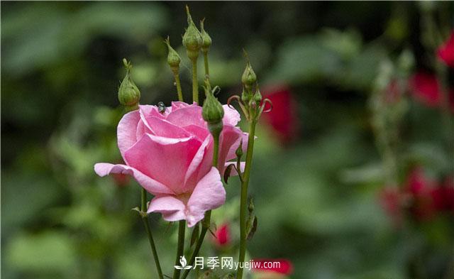 嫁接月季優(yōu)點多，你養(yǎng)過嗎？(圖1)