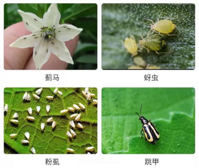 8種花木常用農(nóng)藥介紹，價格便宜效果很好(圖2)
