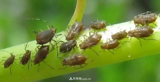 8種花木常用農(nóng)藥介紹，價格便宜效果很好(圖5)