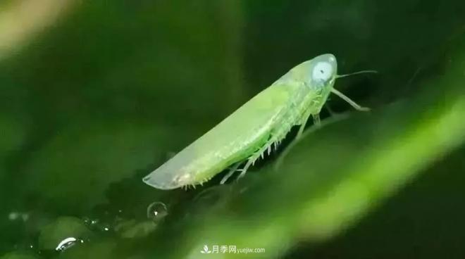 8種花木常用農(nóng)藥介紹，價格便宜效果很好(圖6)