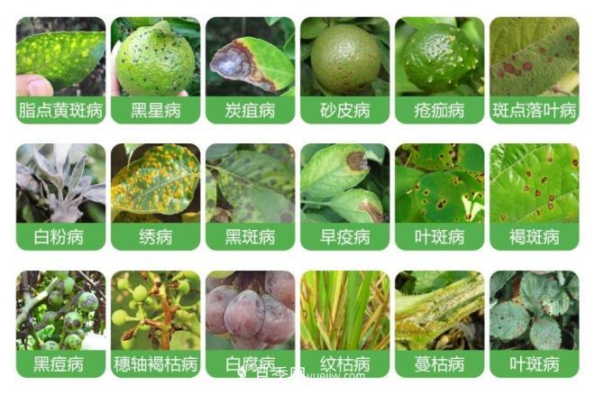 8種花木常用農(nóng)藥介紹，價格便宜效果很好(圖1)