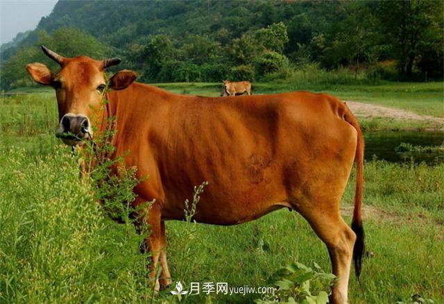 全國那么多品種的牛，為啥俺們南陽黃牛那么出名？原因在這！(圖1)