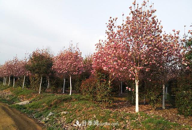 南陽市鎮(zhèn)平綠化苗木農民專業(yè)合作社(圖1)