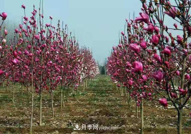 如何栽樹易成活？掌握5個要點(diǎn)，栽一棵活一棵(圖1)