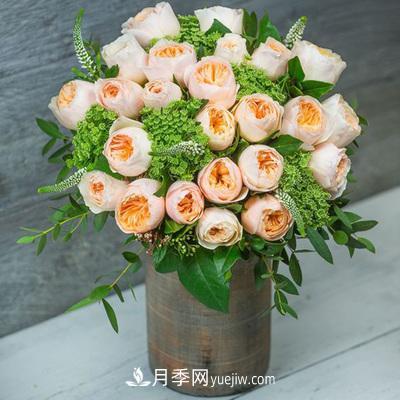 切花月季的十個養(yǎng)護技巧，全了(圖1)