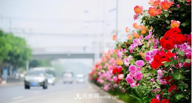 「人物」從南陽銷售員到中國推廣大使，“月季女王”成長記(圖4)