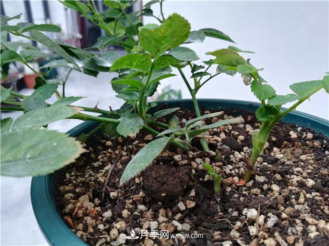 怎樣快速扶壯月季的牙簽小苗，壓枝促筍是一個好辦法(圖1)