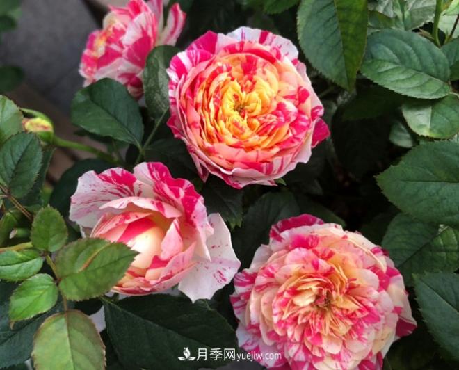 十一月養(yǎng)護月季，分享三個小動作”，月季蹭蹭冒新芽(圖3)