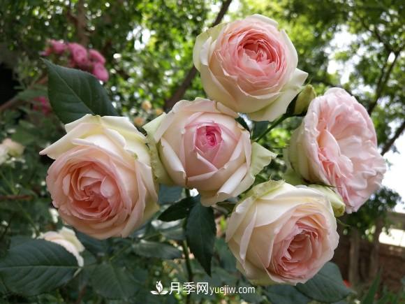 十一月養(yǎng)護月季，分享三個小動作”，月季蹭蹭冒新芽(圖1)