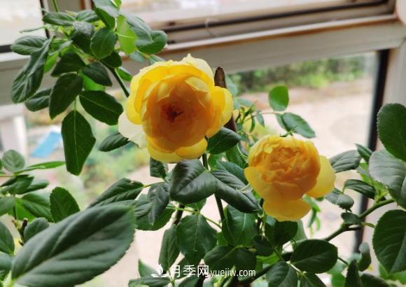 十一月養(yǎng)護月季，分享三個小動作”，月季蹭蹭冒新芽(圖2)