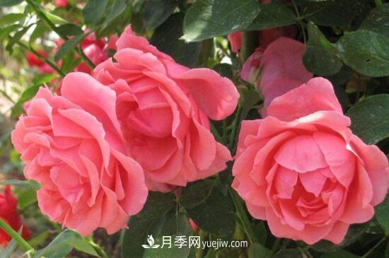 月季花有哪些顏色？月季花的養(yǎng)殖方法？(圖1)