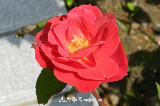 月季花有哪些顏色？月季花的養(yǎng)殖方法？(圖3)