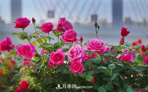月季知識介紹，月季百科(圖3)