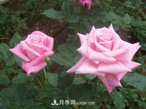 十大***經(jīng)典月季花，開花***勤(圖2)