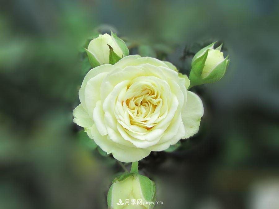 十大***經(jīng)典月季花，開花***勤(圖1)