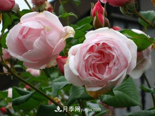 十大***經(jīng)典月季花，開花***勤(圖3)