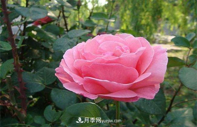 月季有毒嗎，怎么養(yǎng)殖？(圖1)