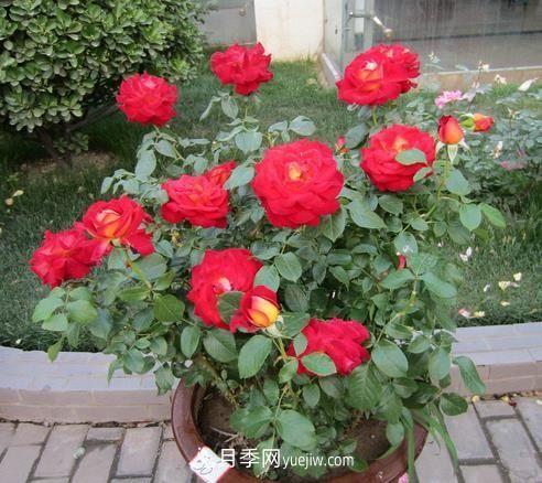 盆栽月季花的養(yǎng)殖方法是什么，有哪些注意事項(xiàng)(圖1)