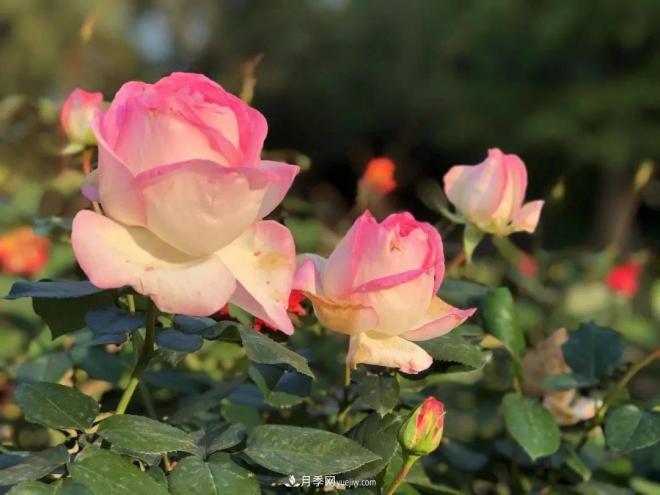 秋日暖陽花盛開，來上海濱江森林公園看金秋***美月季花(圖6)