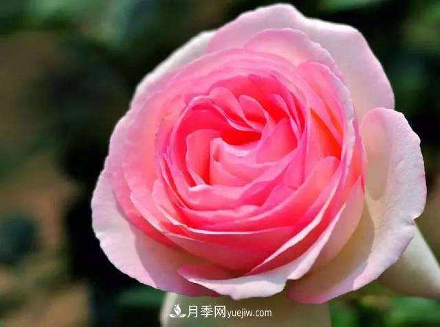 大花月季品種介紹？大花月季品種推薦(圖1)
