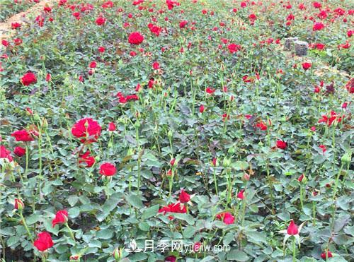 湖北宜昌:年輕夫妻創(chuàng)辦月季種植園，累并快樂著！(圖1)