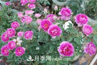 ***香的月季品種是什么？盤點(diǎn)4種濃香月季(圖3)