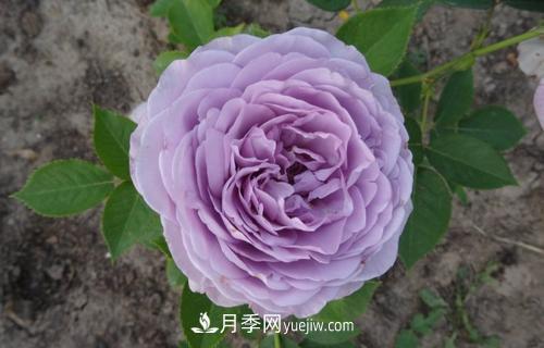 ***香的月季品種是什么？盤點(diǎn)4種濃香月季(圖2)