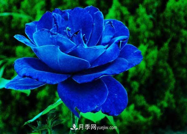 藍(lán)色妖姬是什么月季花？藍(lán)色妖姬的花語(yǔ)是什么(圖2)