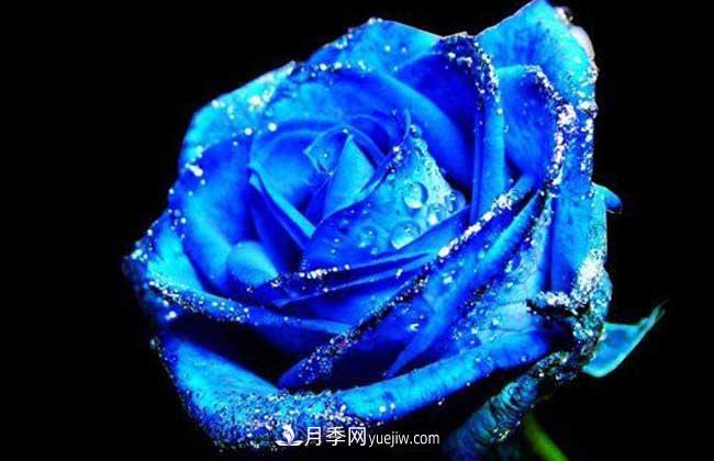 藍(lán)色妖姬是什么月季花？藍(lán)色妖姬的花語(yǔ)是什么(圖1)