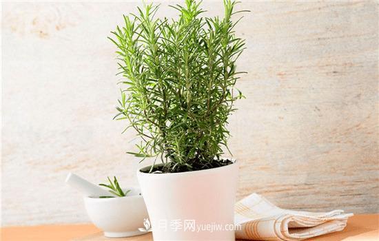 迷迭香在中國叫什么，迷迭香花語是什么(圖1)