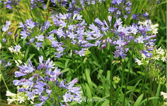 迷迭香在中國叫什么，迷迭香花語是什么(圖3)