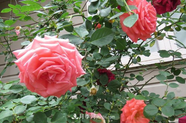 月季病蟲害銹病、黑斑病、白粉病的防治方法介紹(圖1)