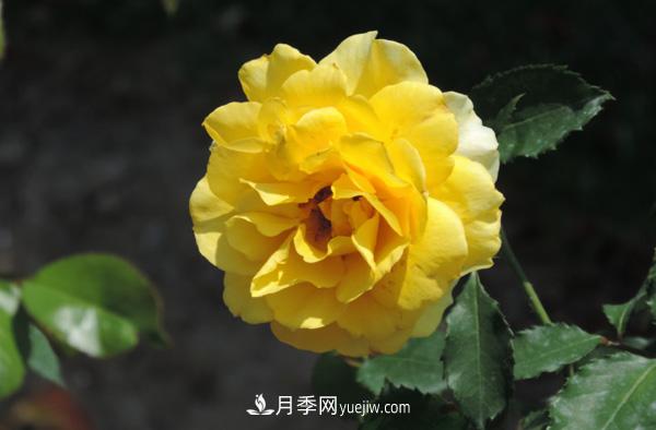 月季養(yǎng)殖營(yíng)養(yǎng)平衡是關(guān)鍵，這些你真的知道嗎？(圖1)
