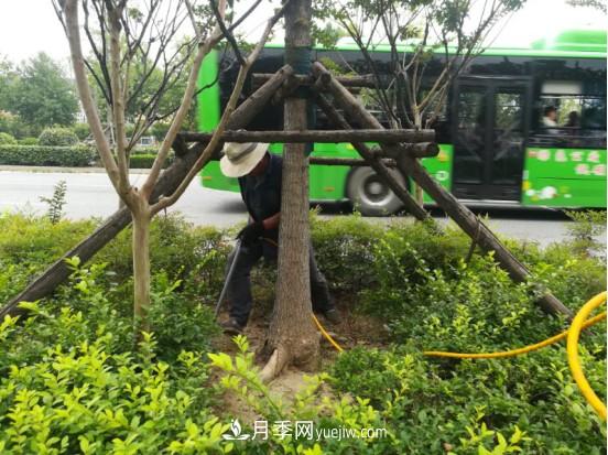 南陽市園林局力促銀杏復(fù)壯，打造迷人秋景(圖1)