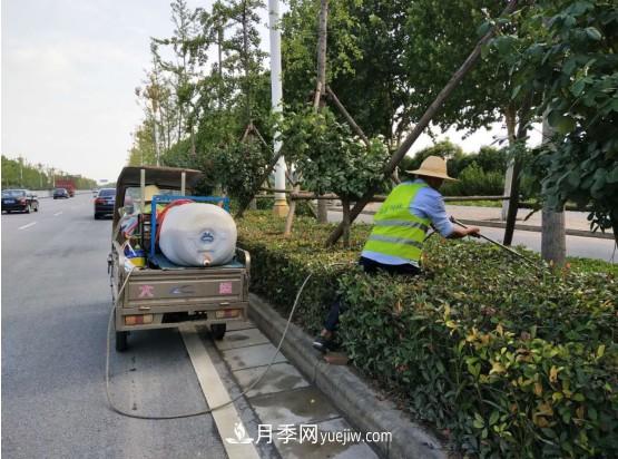 南陽市園林局力促銀杏復(fù)壯，打造迷人秋景(圖2)