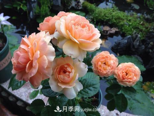 7種漂亮月季，植株矮小，花色艷麗，花期超長，是陽臺盆栽佳品！(圖4)