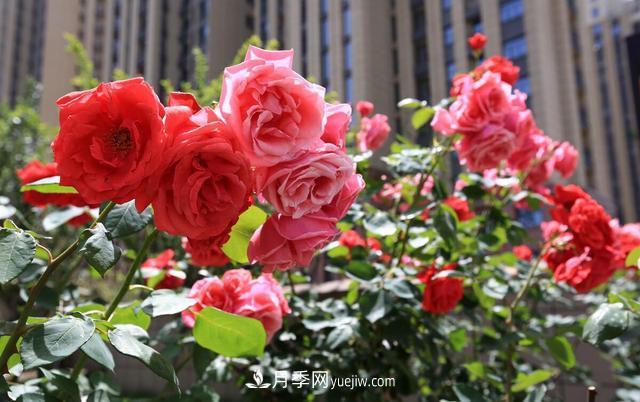 8種經(jīng)典月季，藤本、灌木和微月都有，買了不會(huì)錯(cuò)(圖1)