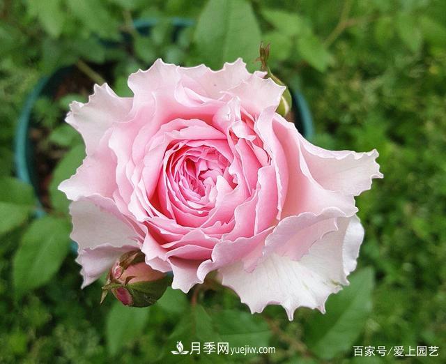 清新出塵的4個日本“仙女”月季，再難養(yǎng)也不能抗拒(圖1)