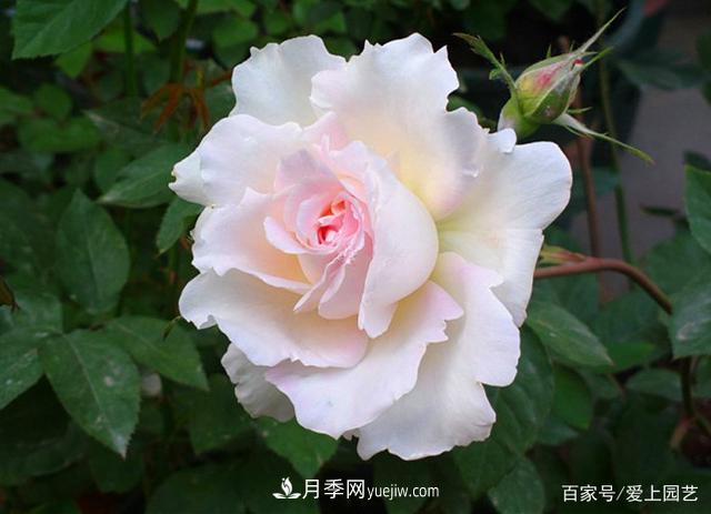 清新出塵的4個日本“仙女”月季，再難養(yǎng)也不能抗拒(圖2)