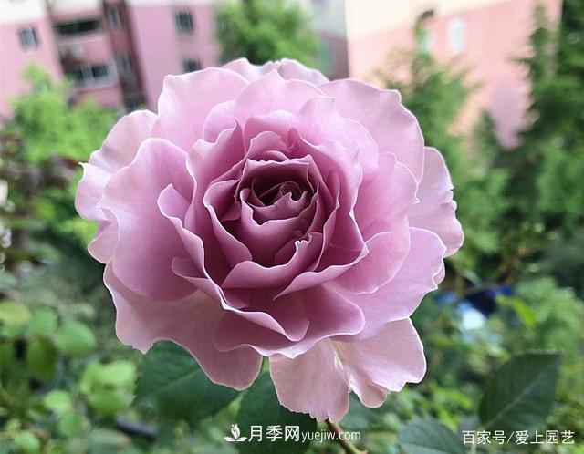 清新出塵的4個日本“仙女”月季，再難養(yǎng)也不能抗拒(圖4)