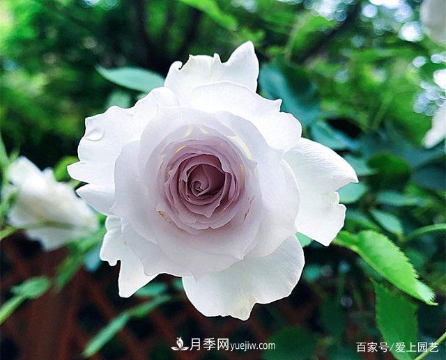 清新出塵的4個日本“仙女”月季，再難養(yǎng)也不能抗拒(圖3)